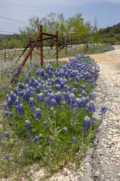 Bluebonnet Foto stock