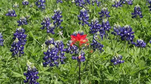 Bluebonnet Set Video stock 10844723