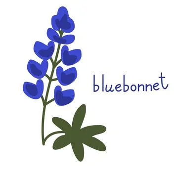 Bluebonnet vector flower Stock Illustration