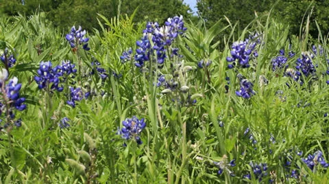 Bluebonnets 5 Video stock 22750424
