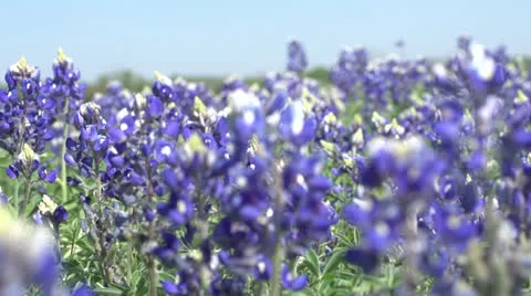 Bluebonnets Angle away 库存影片 22606101
