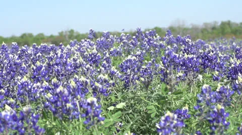 Bluebonnets Angle forward 库存影片 22606106