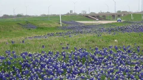 Bluebonnets beside of road. Stock Footage 106296060