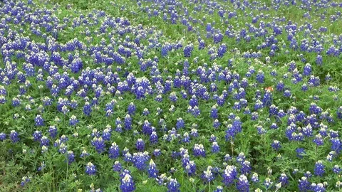 Bluebonnets blanket. Stock Footage 106295232