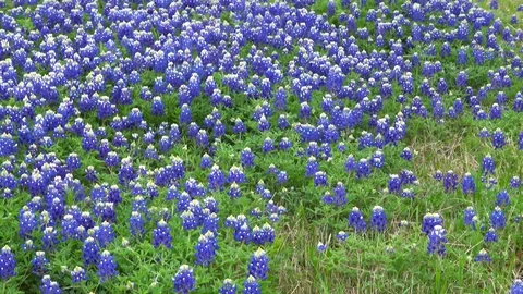 Bluebonnets blanket. Stock Footage 106296141