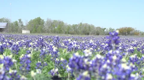 Bluebonnets Camera moving forward 库存影片 22605956