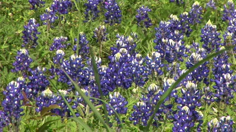 Bluebonnets Stock Footage 113052