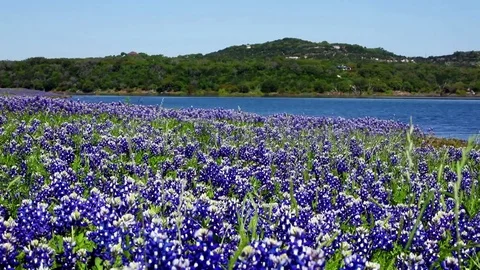 Bluebonnets Stock Footage 75787494
