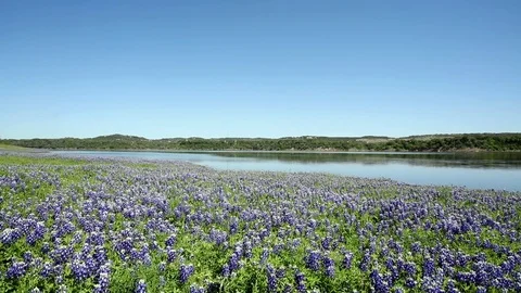 Bluebonnets Stock Footage 75790159