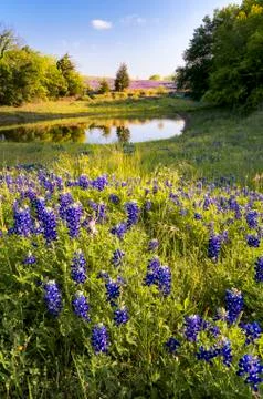 Bluebonnets in Front of a Pond Stock Photos