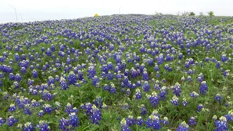Bluebonnets on hill Stock Footage 106294949