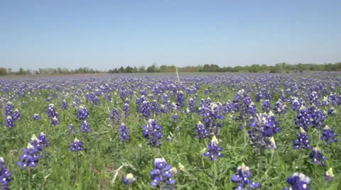 Bluebonnets Moving Left to Right 库存影片 22606074