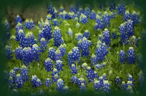 Bluebonnets Foto stock