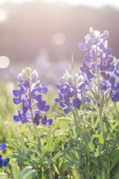 Bluebonnets Stock Photos