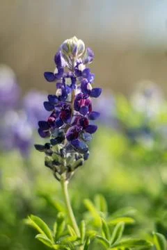 Bluebonnets Stock Photos