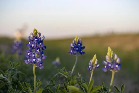 Bluebonnets Foto stock