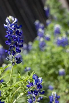 Bluebonnets Stock Photos
