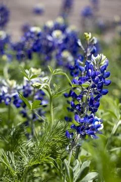 Bluebonnets Stock Photos