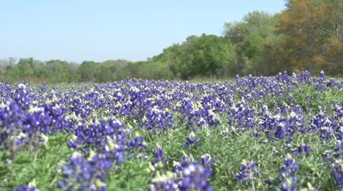 Bluebonnets RGT to LFT Stock Footage