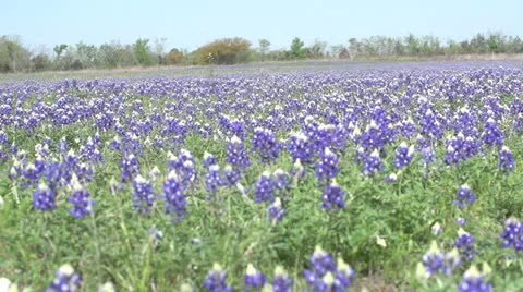 Bluebonnets right to left pan 库存影片 22606640