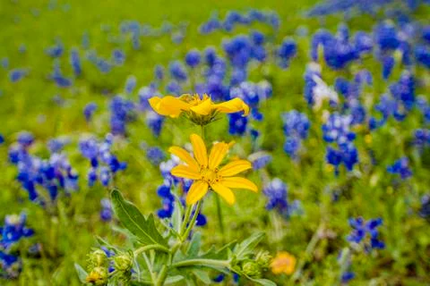 Bluebonnets Stand Out Stock Photos