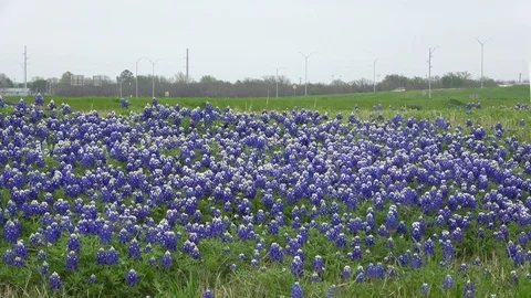 Bluebonnets Texas state flowers. Video stock 106296021