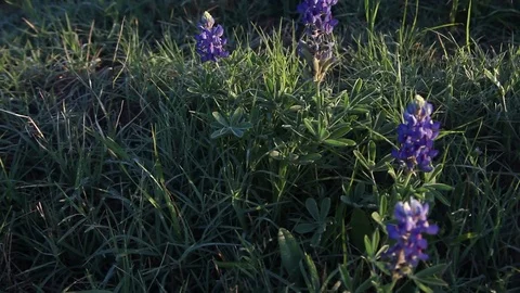 Bluebonnets upclose. Stock-Footage 73824814