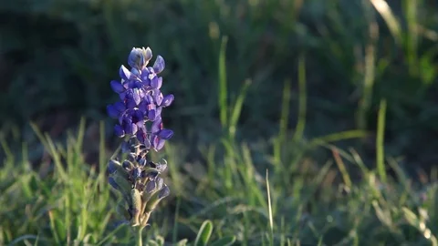 Bluebonnets upclose. Stockbeeldmateriaal 73824876