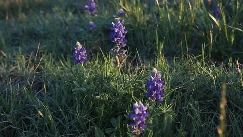 Bluebonnets upclose. Stockbeeldmateriaal 73824891