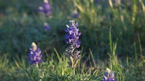 Bluebonnets upclose. Stockbeeldmateriaal 73824900