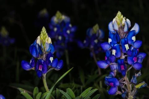 Bluebonnets upclose Stock Photos