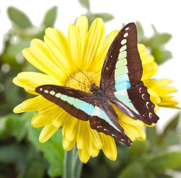 Bluebottle Butterfly Stock Photos