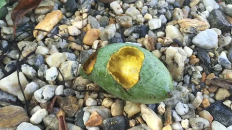 Bluebottle flies crawl and suck mango juice from rotten mango Stock Footage 67401847
