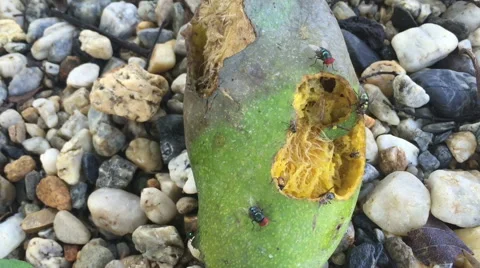 Bluebottle flies crawl and suck mango juice from rotten mango Stock Footage 67402213