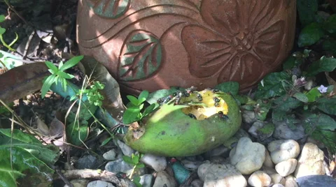 Bluebottle flies crawl and suck mango juice from rotten mango Stock Footage 67402327