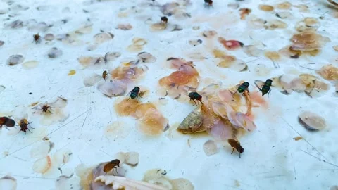 Bluebottle flies sitting on scattered fish scales and discarded seafood scraps. Stock Footage 345179202