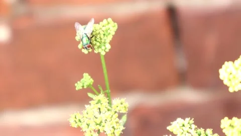 Bluebottle Fly Close Up On A Plant 스톡 동영상 137865859