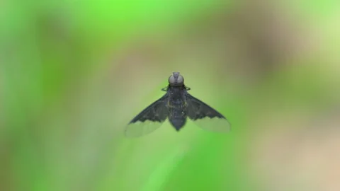 Bluebottle fly close up, resting on blade of grass Stock Footage 130982723