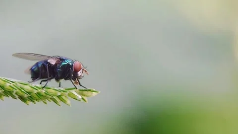Bluebottle Fly Grooming on Grass Seed Head Macro 4K Wildlife Video Stock Footage 345918235