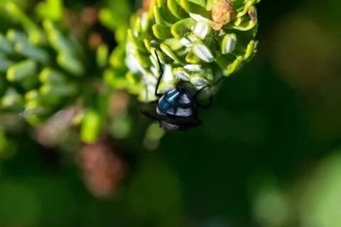 Bluebottle fly on leaf with green background Stock Photos