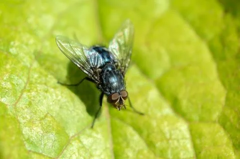 Bluebottle fly on leaf with green background Stock Photos