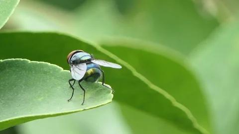Bluebottle Fly perching on green leaf in garden. Stock Footage 311742800