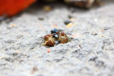 Bluebottle Stock Photos