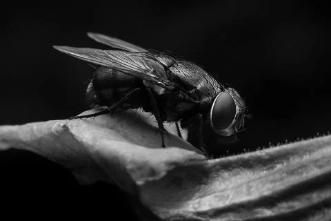Bluebottle Foto stock
