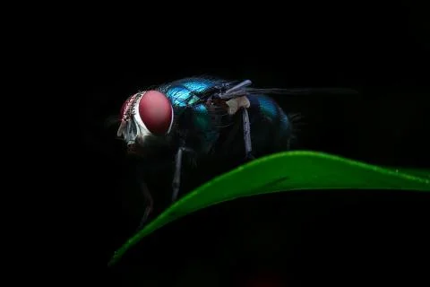 Bluebottle Stock Photos