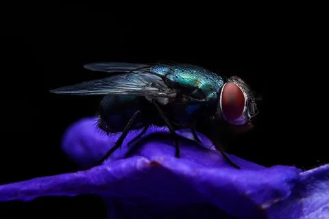 Bluebottle Stock Photos