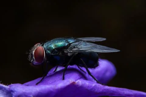 Bluebottle Stock Photos