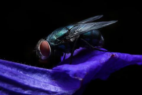 Bluebottle Stock Photos
