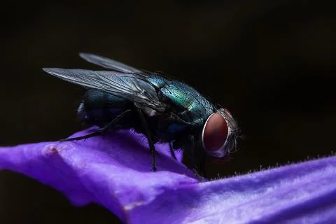 Bluebottle Stock Photos