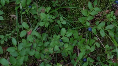Bluebr1 Stock Footage 339023875